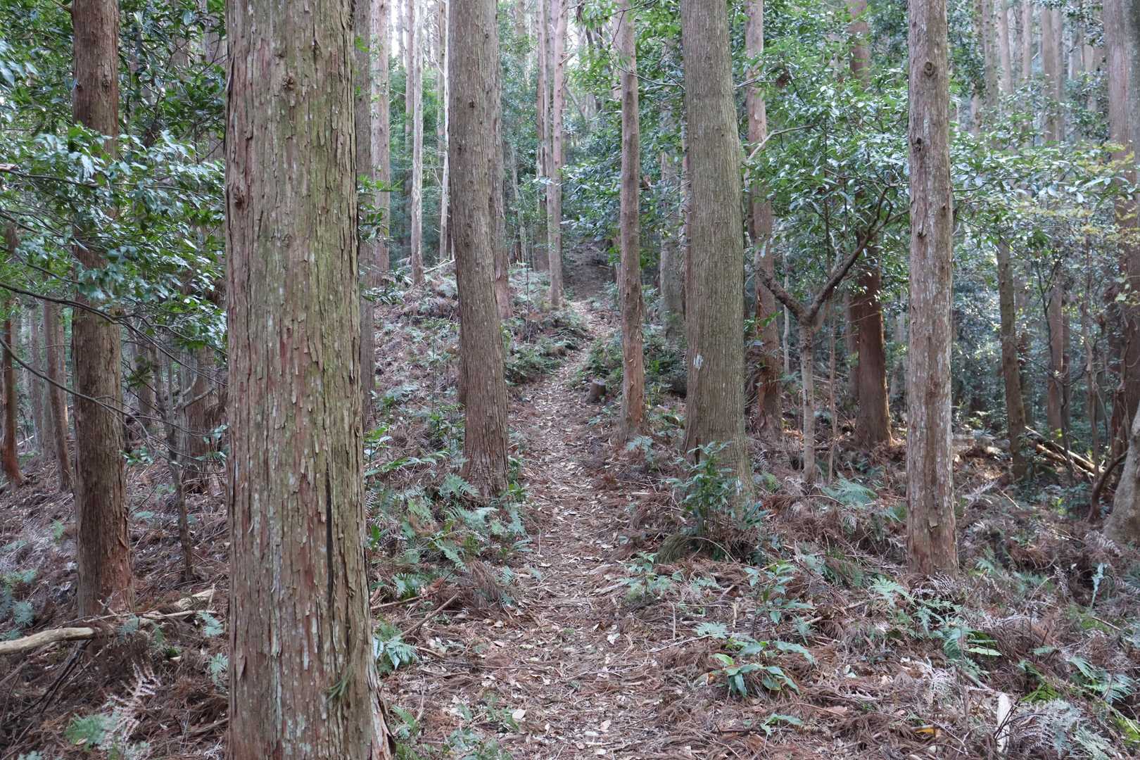 千穂ヶ峯登り口-神倉神社-千穂ヶ峯-三本杉登山口-熊野速玉 周回コースの写真