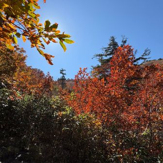 こちら側も…🍁