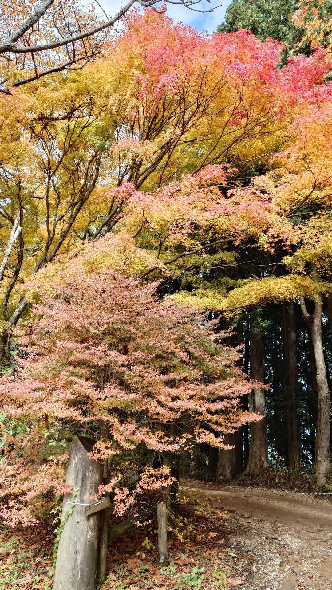 夢中で写真を撮っていると時間を忘れ走らなければならなくなるので…