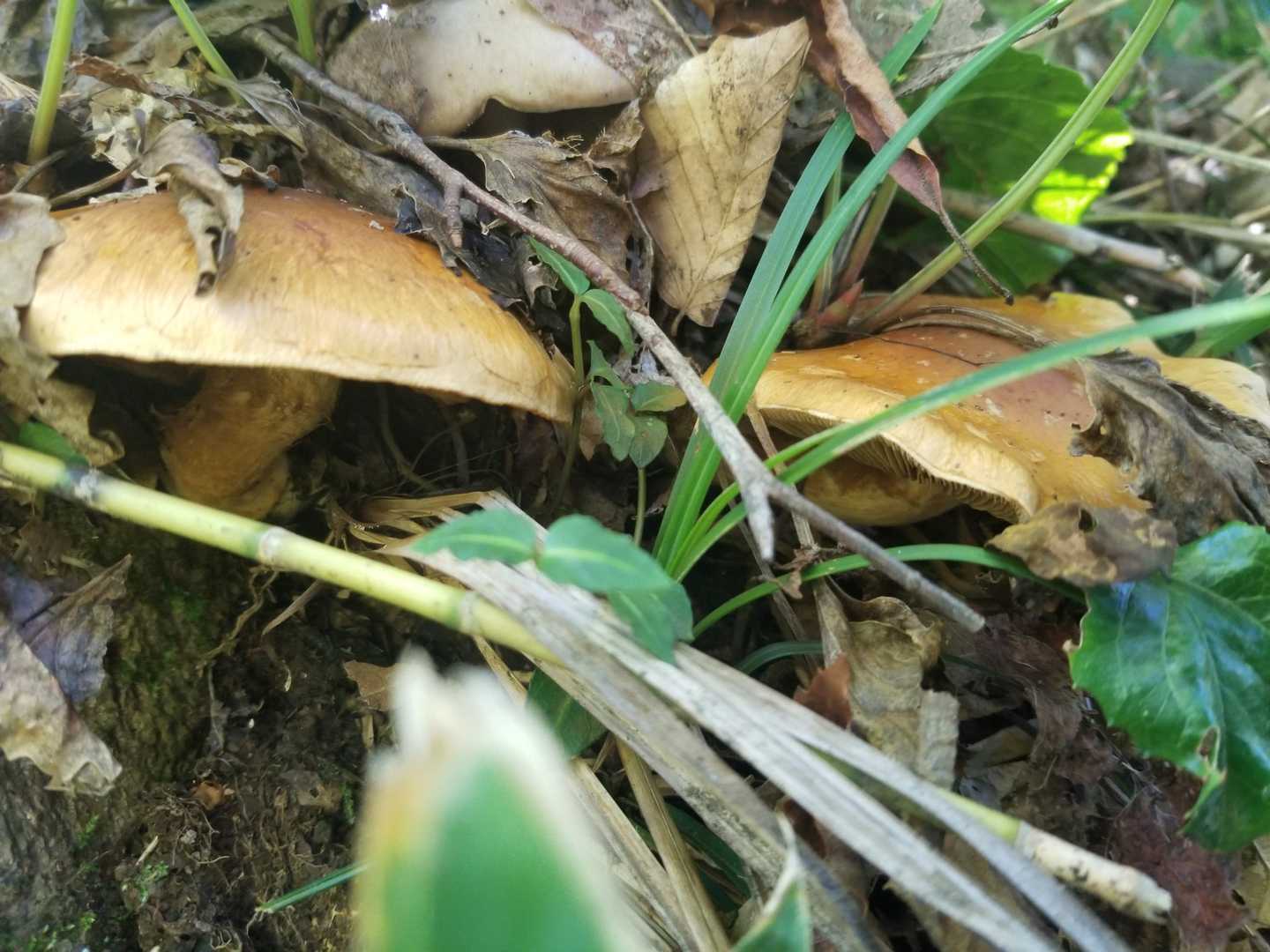 🍄2