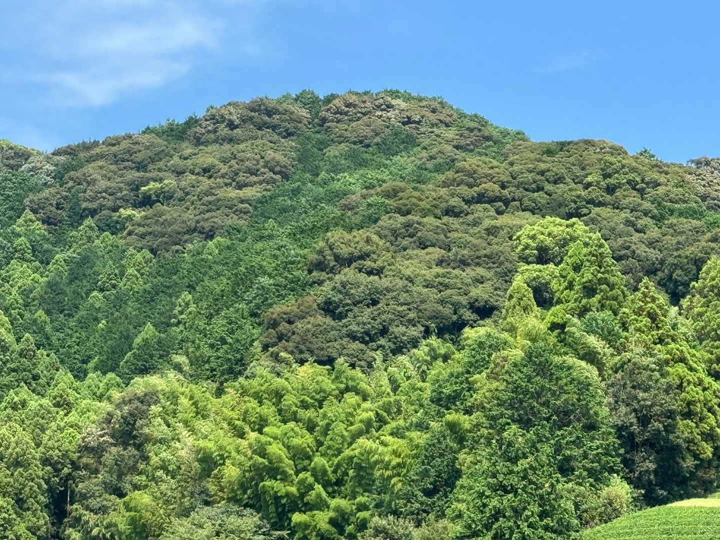 八幡山 周回コースの写真