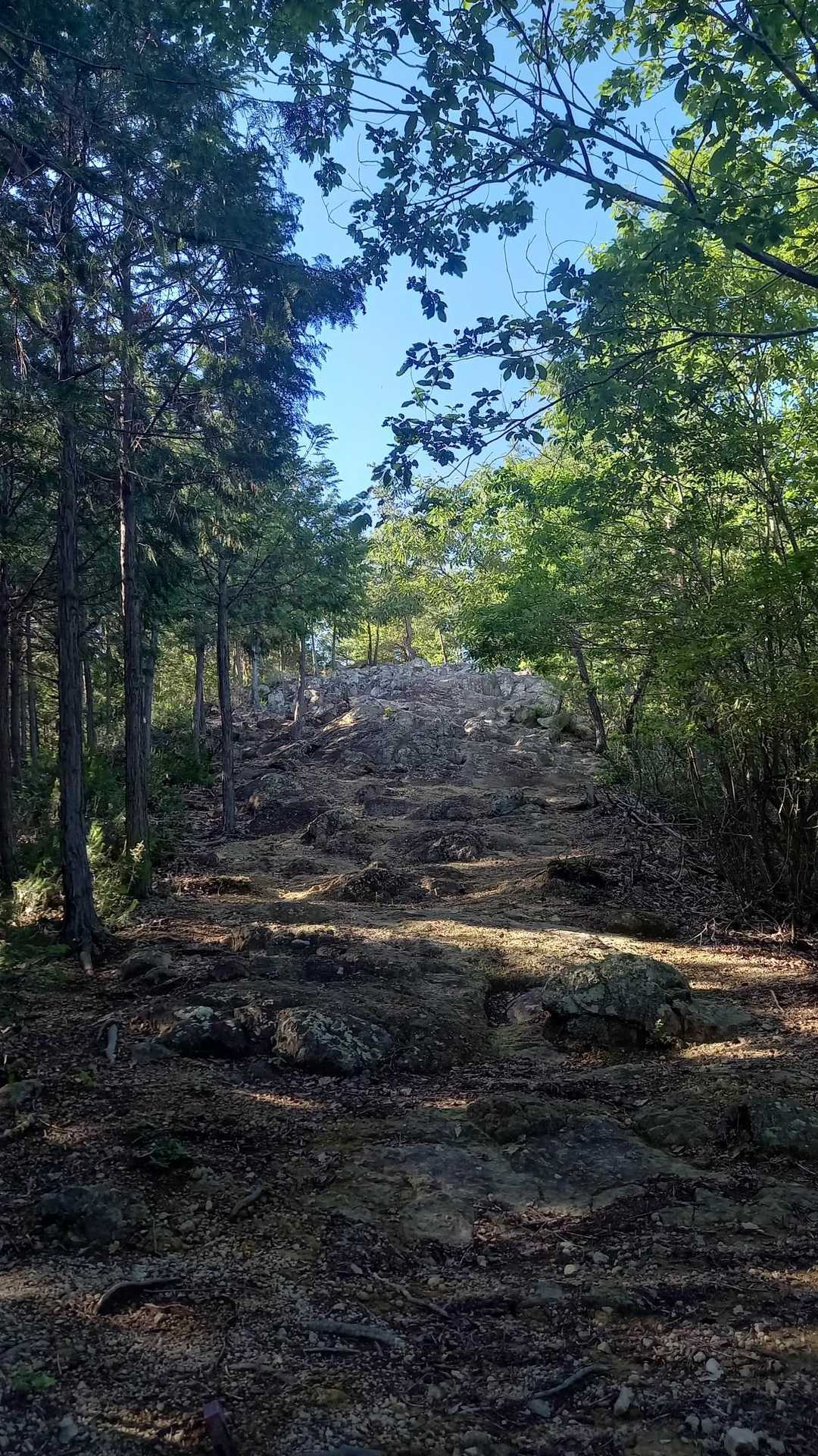 生駒山 往復コースの写真