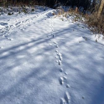 動物も来てました。