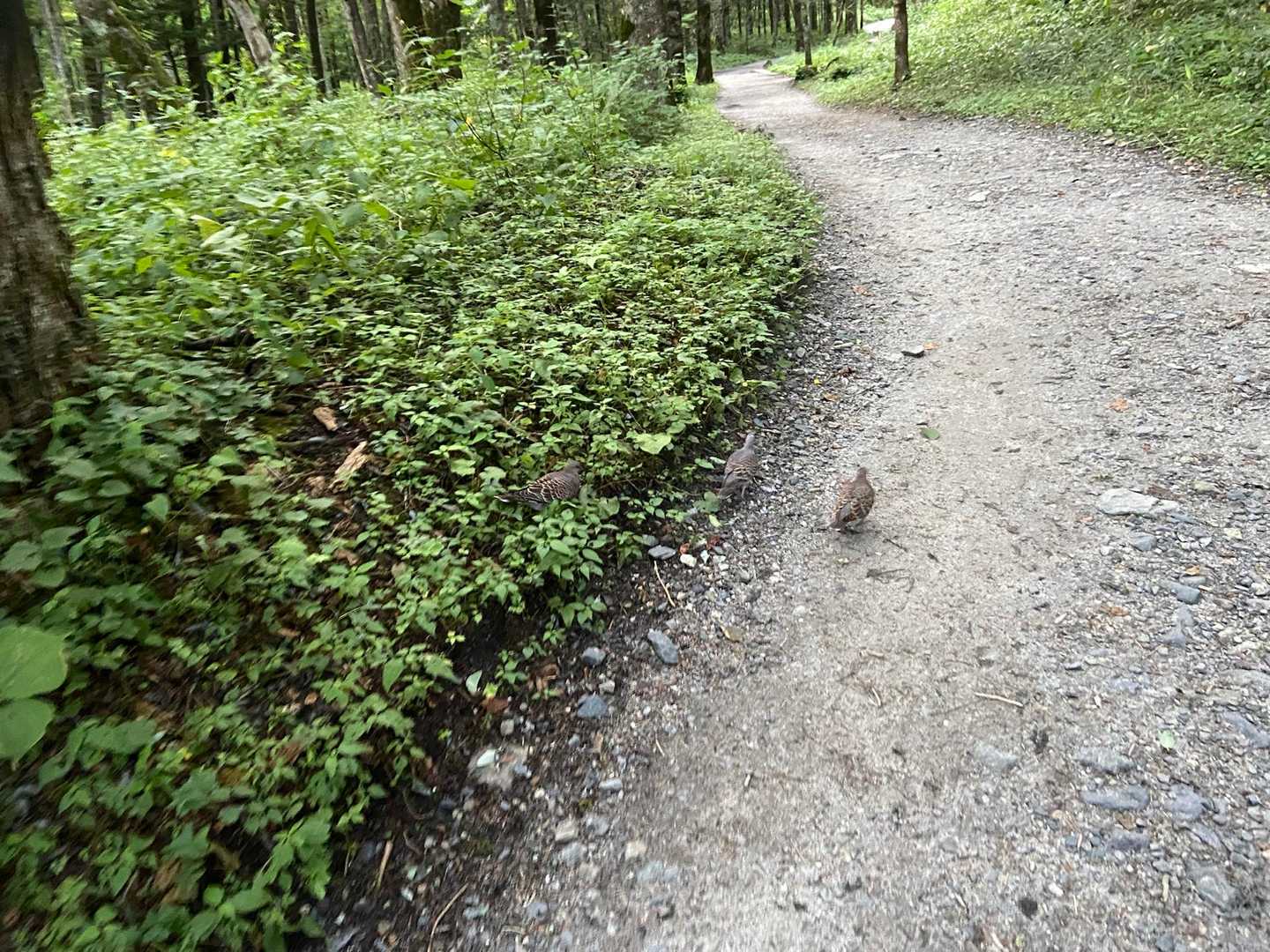 早くも雷鳥か？いやいや鳩です🤣