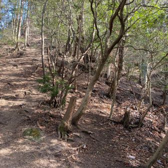 ここの急坂はトラバースして、右側から巻いて登ります💦