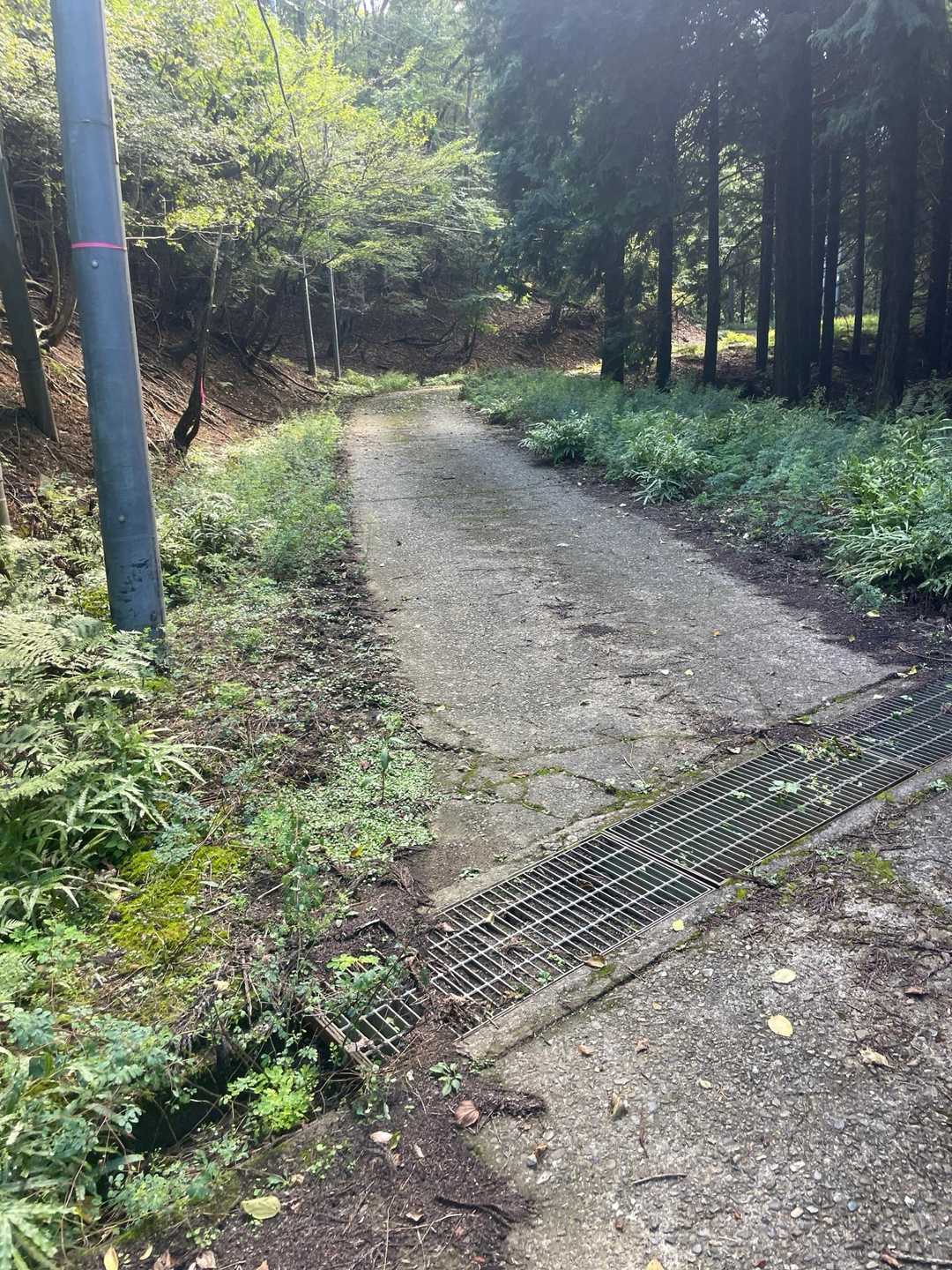 急に舗装林道に出ました。
山頂手前まで車で上がれます🚗