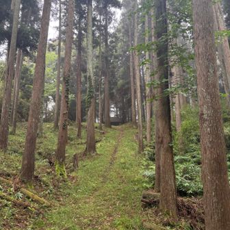 大杉神社入り口
雰囲気がある