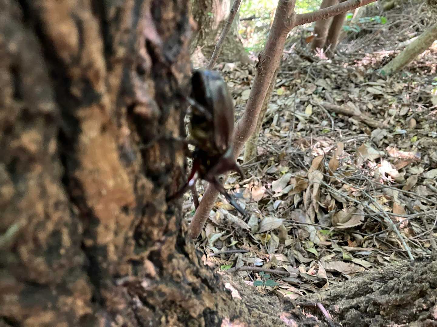 カブトムシ　オス