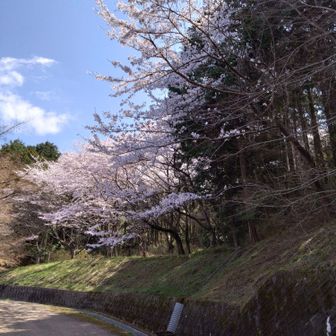 神津嶽ふれあい広場周辺の桜🌸