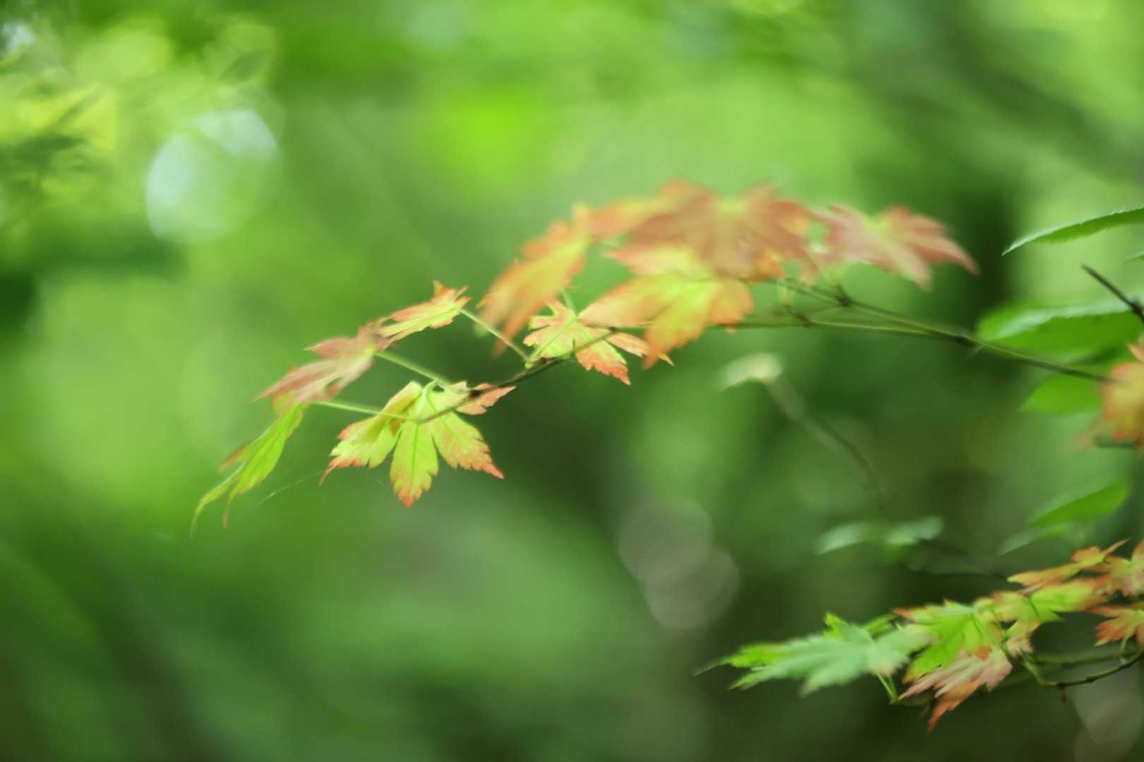 栗ヶ沢登山口-金北山 往復コースの写真