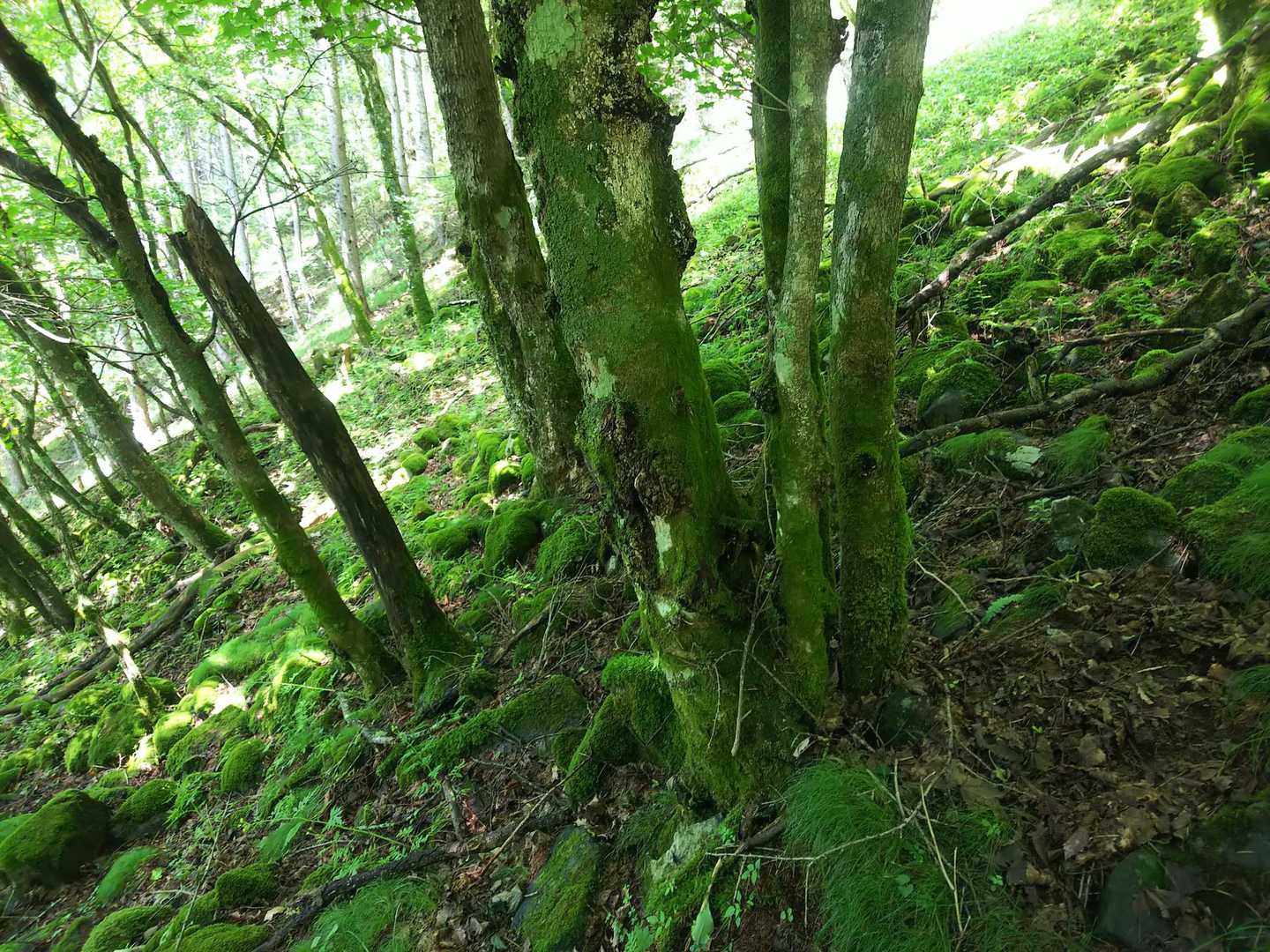 葉も幹も地面も緑緑緑🌿🌿