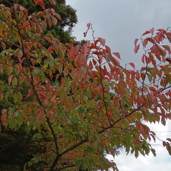 ガーデンテラス前　少し紅葉しかけてるかな?？