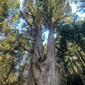 と思ったらほぼ散り終えてた…
黄色く色づいてきた活動日記を拝見してから、
1週間も経ってないのに…
数日前の雨でかなぁ