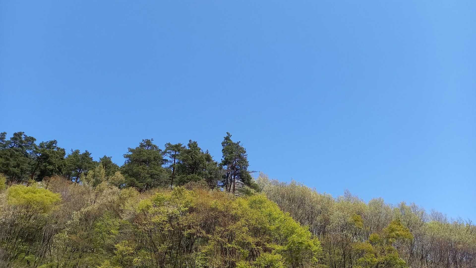 青空と若葉が美しい