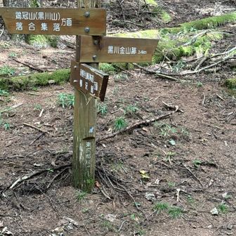分岐
