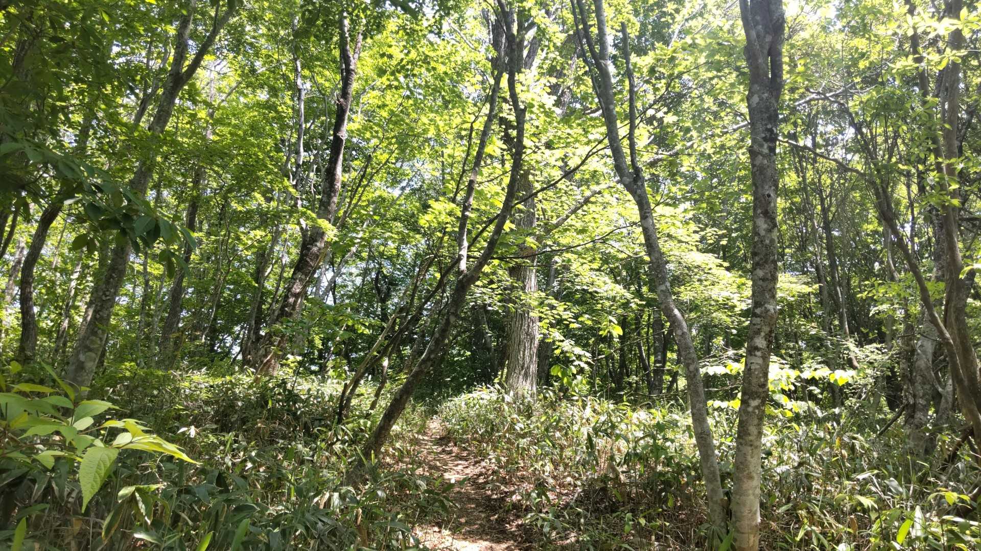 本当に登山道の雰囲気がいい✨