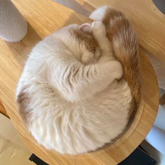 けんじろーくん！