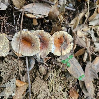 ここからキノコ街道でした🍄🍄