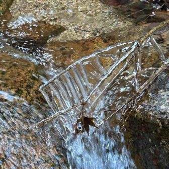 七曲滝の氷瀑を偵察に行ってみた
枯れ枝に氷が育っている