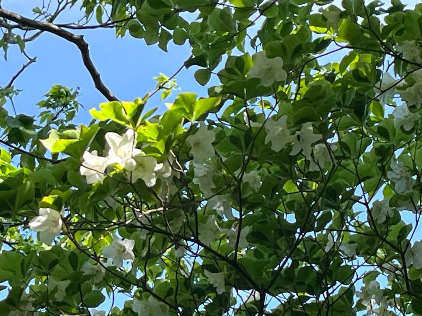 🌟お目当てのシロヤシオがありました🌟