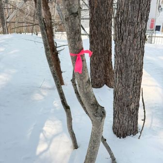 紋別山登頂㊗️🙌
標識は無くピンテが付いてます🎀