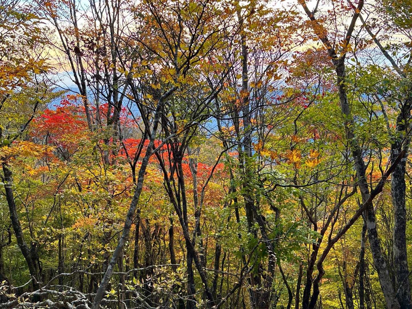 紅葉🍁が最高でした♪