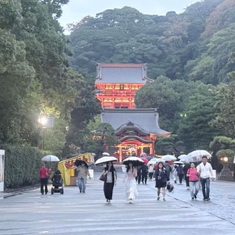 鶴岡八幡宮は雨でも賑わっていた