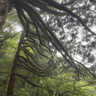 面白い杉