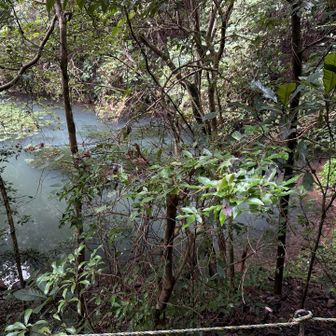 孝子の川もそうでした、高森山から降りる沢もそうでしたが、透明な水を想定する場所で、常に白いモヤがかかったような水でした。
この山域の水には何が含まれているのでしょうか？？