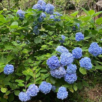 保久良山の紫陽花　梅もいいですが、紫陽花もなかなかのもの