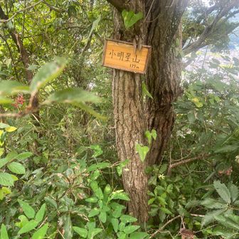 草茫々でした。
