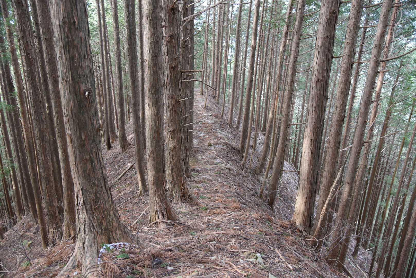 歩きやすい尾根道です。
ピンクテープもたくさんあり、無事、駐車場にたどり着くことができました。
ありがとうございました。