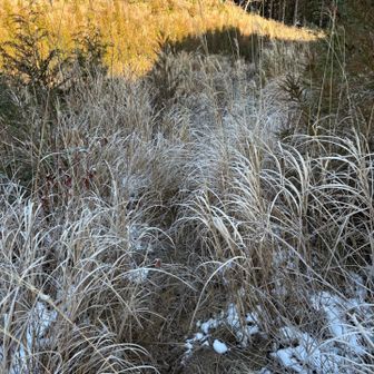 ススキ🌾でルートがわかりにくい