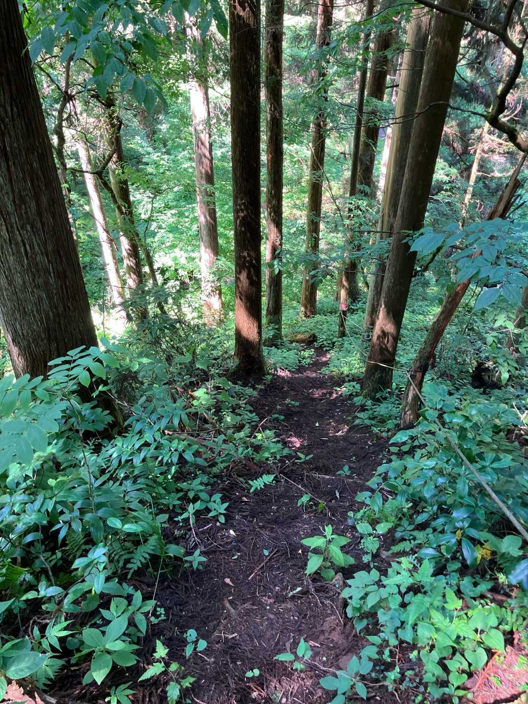 お初の道へ降りる