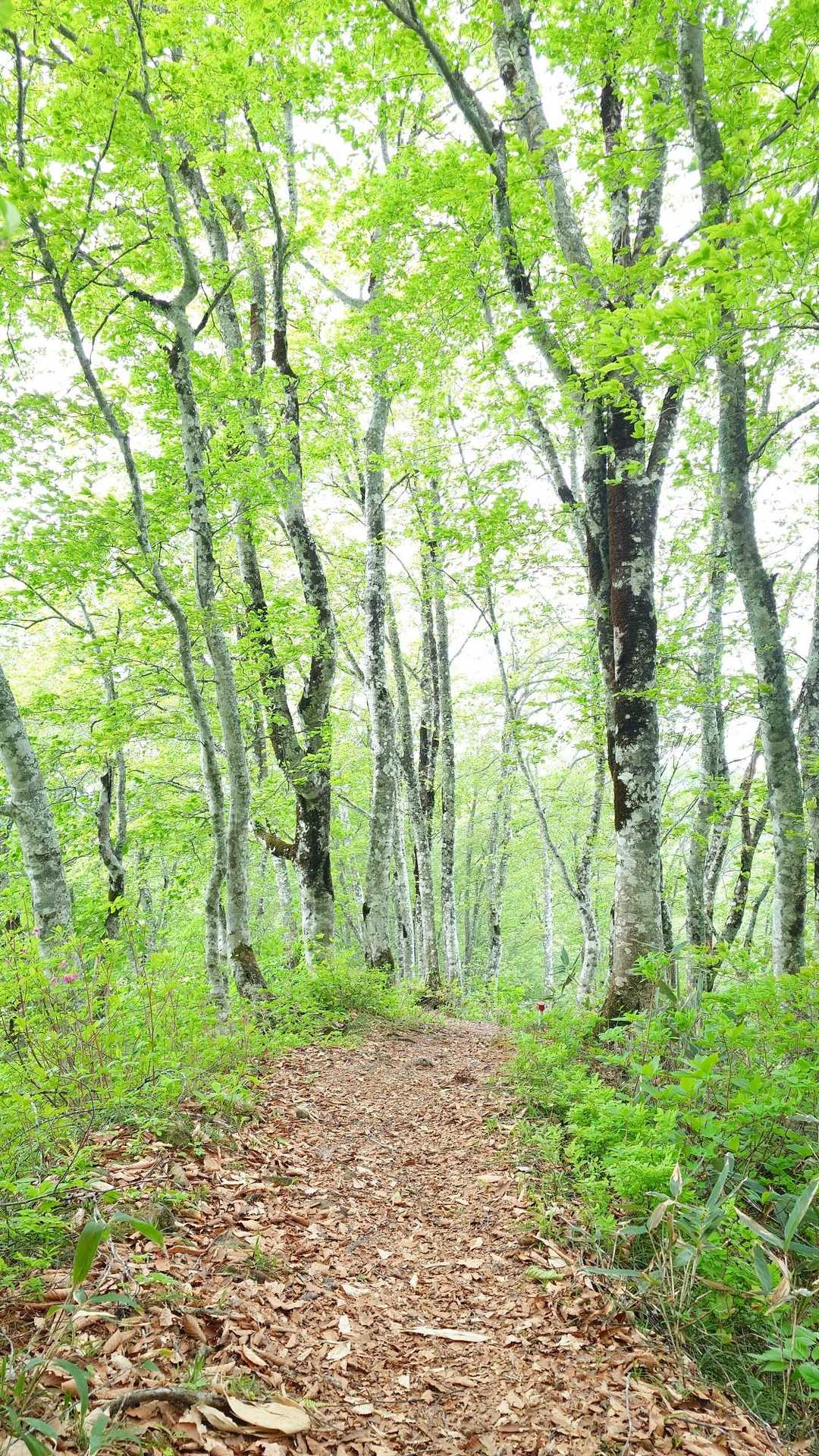 嶽原登山口-白鷹山-レーダー雨雪量計-大平口 周回コースの写真