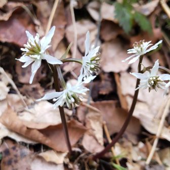 再びセリバオウレン