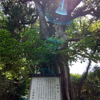 この辺はビャクシンの群生地。
この巨木は御神体。樹齢1300年
