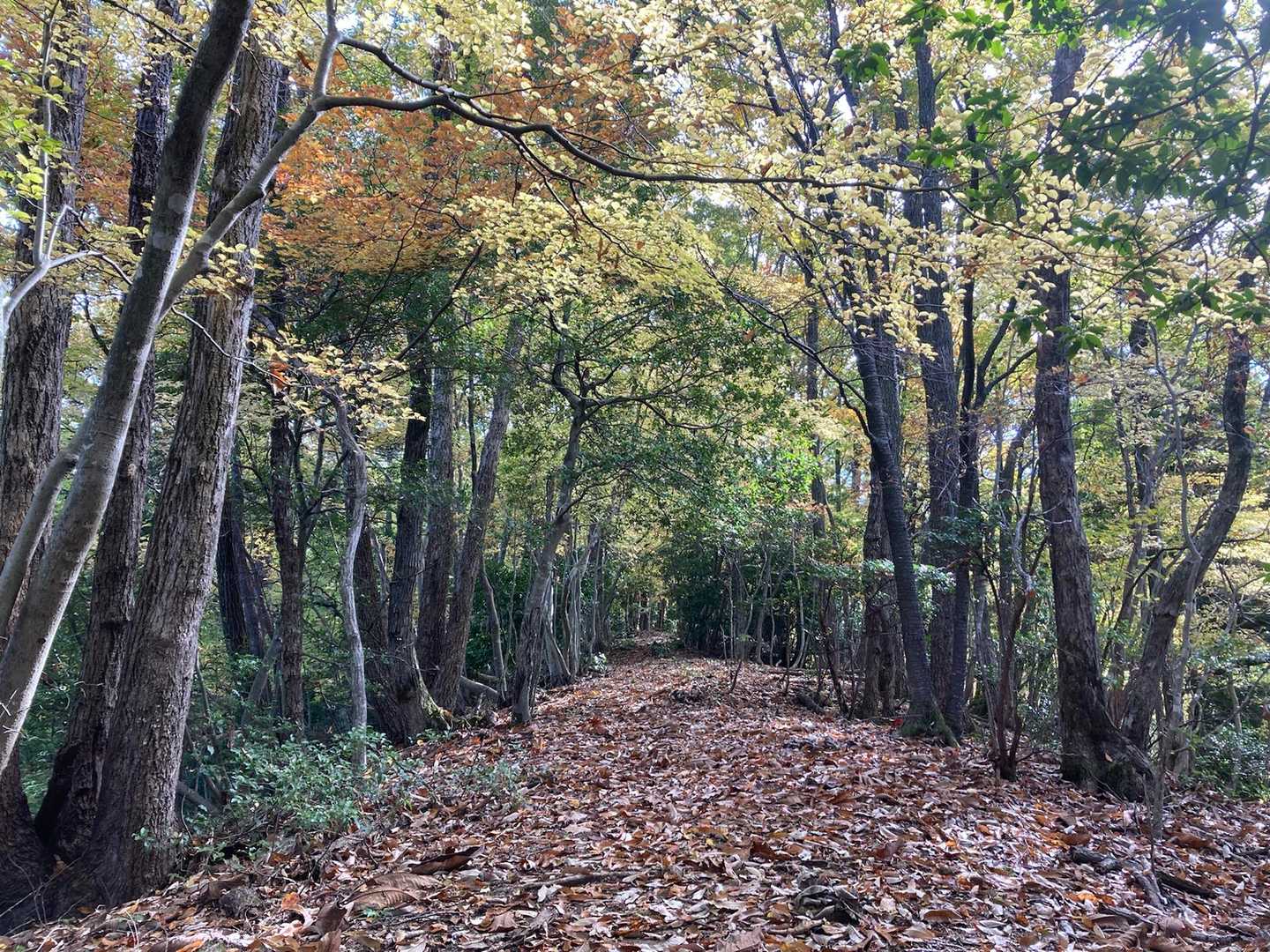 尾根の紅葉トンネル