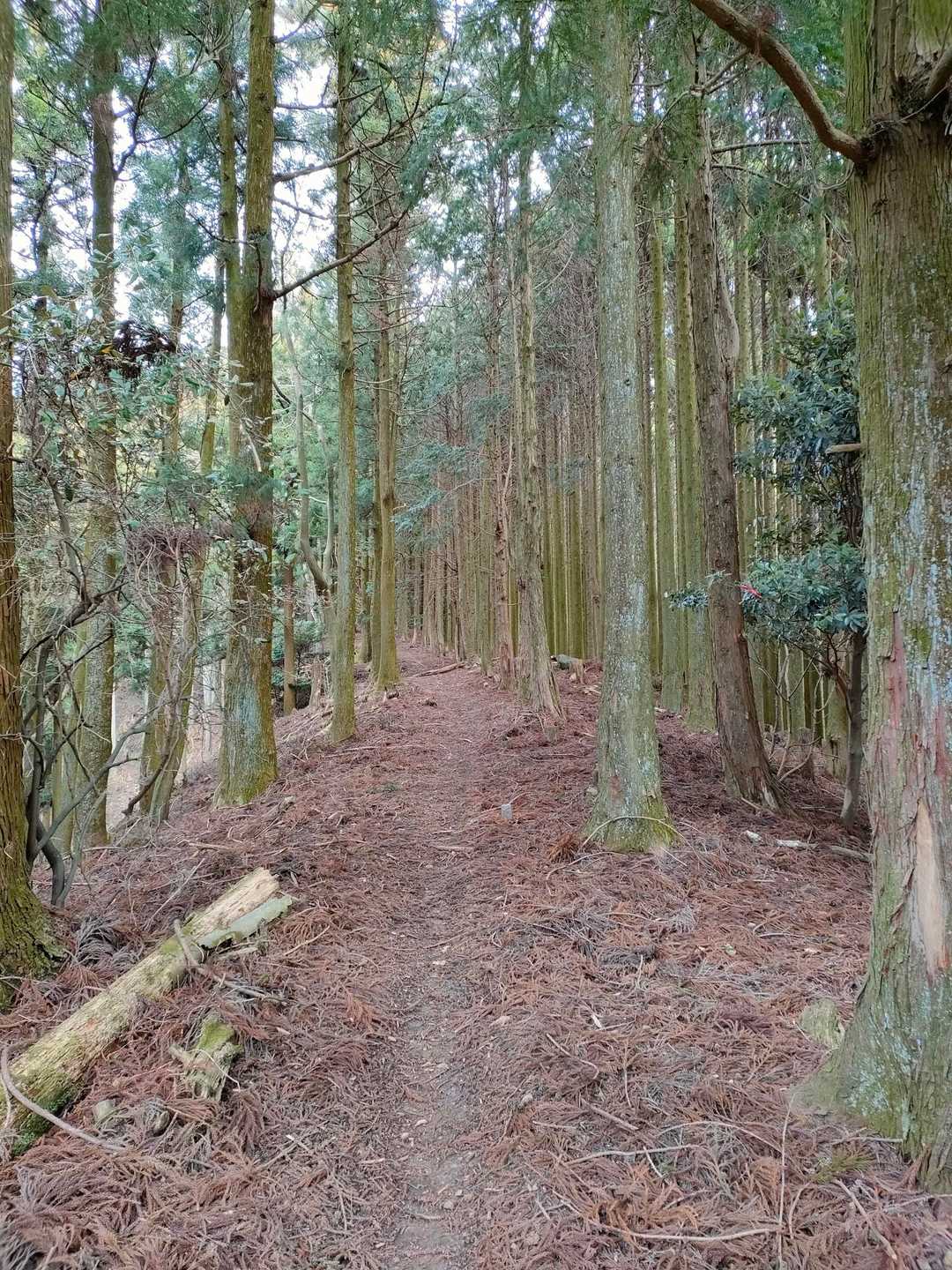 膝に優しくて良き✨