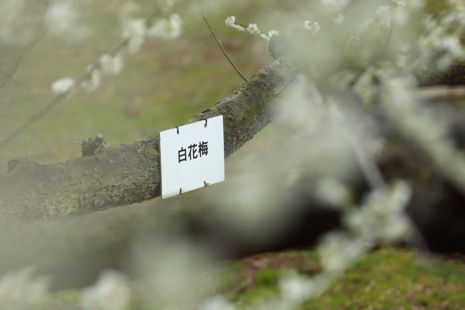 品種名：白花梅