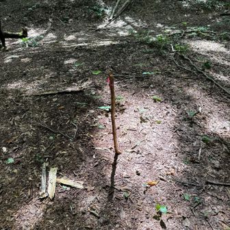 広〜い森の中、登山道がちょっと分かりにくい😅
こんな小さな目印がありがたい🙏
ピンクテープを確認しながら進みます🥾」