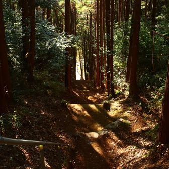 なかなか立派な参道でした