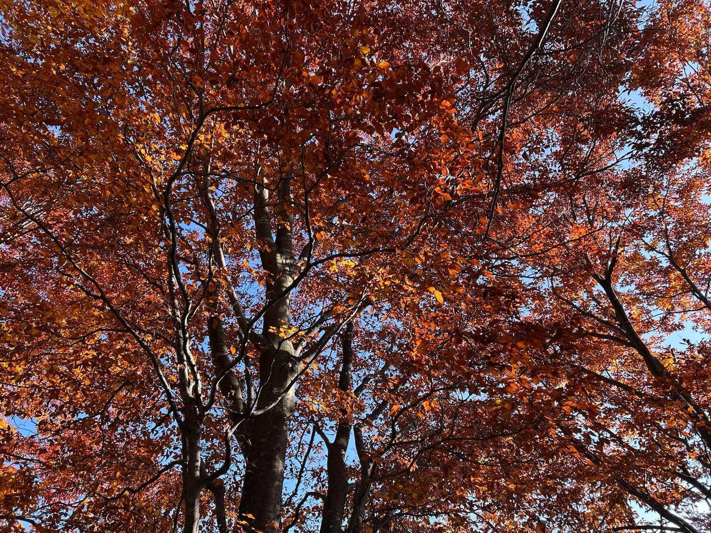紅葉　映えまくりだから✨