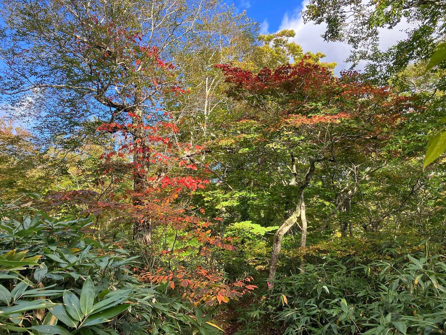 お手軽コースで楽々下山しました🙆