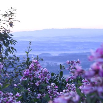 ハギの向こうは六甲山系