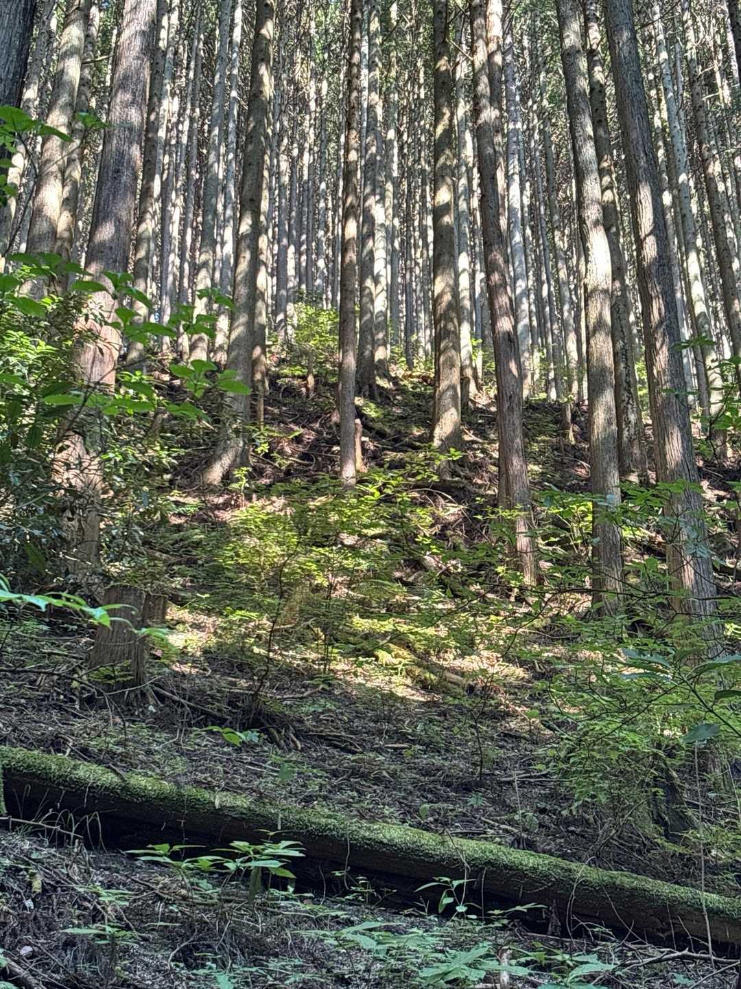 百ヶ辻登山口-伏見峠-久留野峠-中葛城山-高谷山-千早峠- 縦走コースの写真