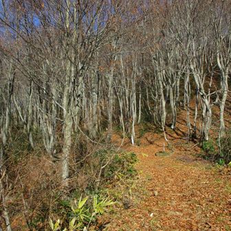 長工新道入口近くのブナ林。