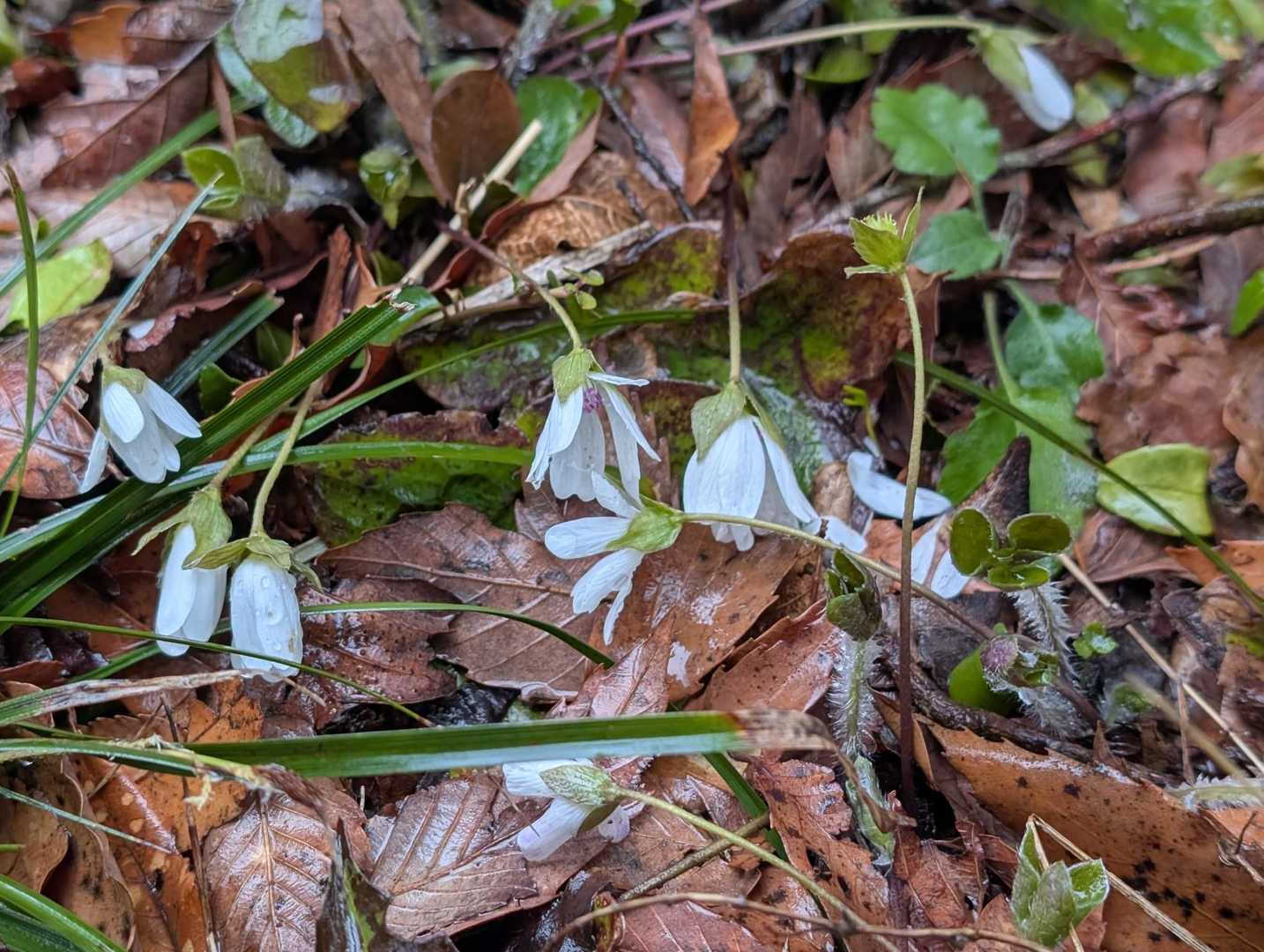 雪割草も萎んでいました。