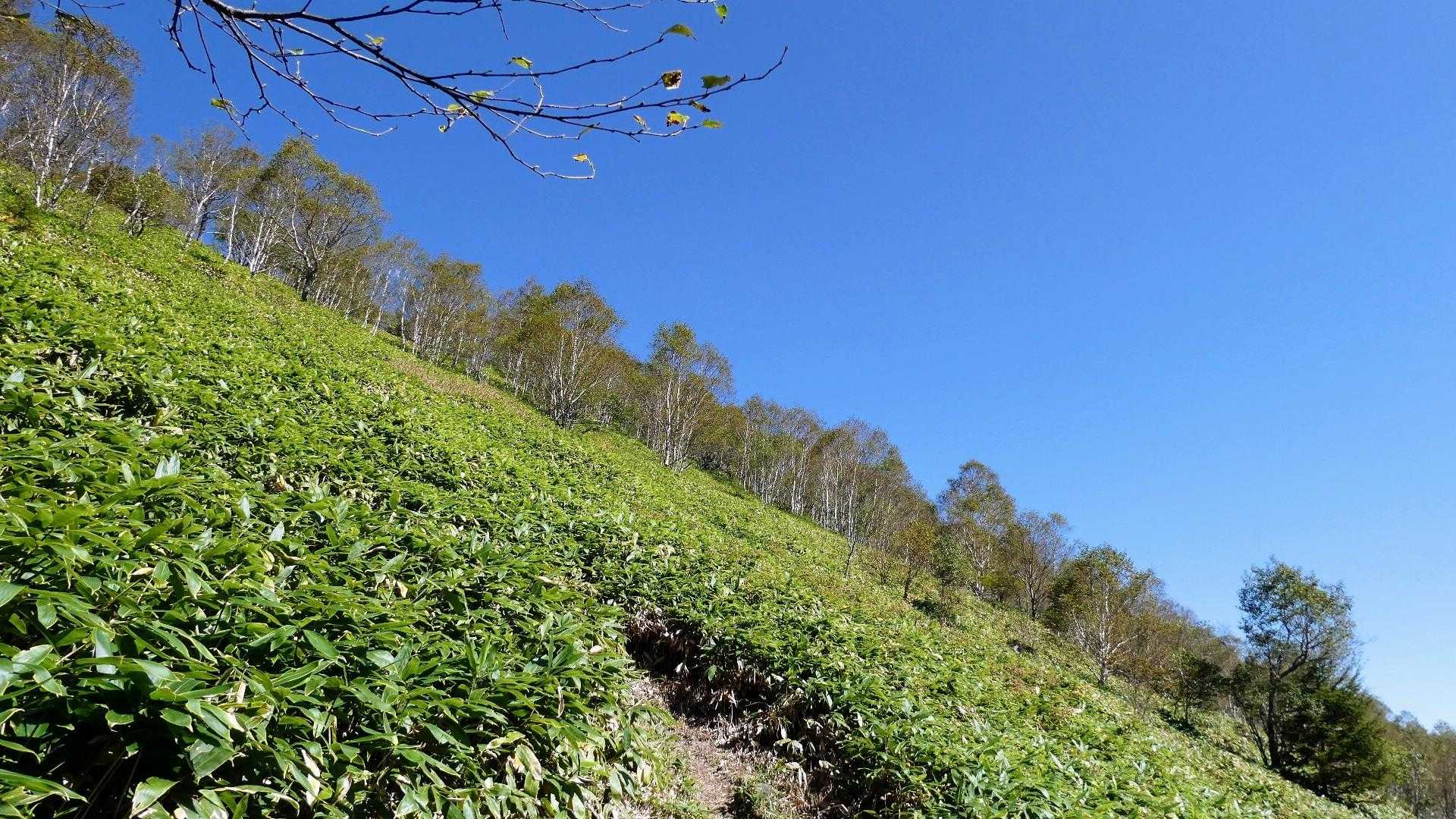 角間峠を過ぎると景色が変わります。白樺👌❕
