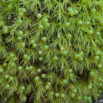 この辺りはタマゴケ通り🤩